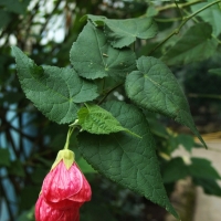 Abutilon x hybridum