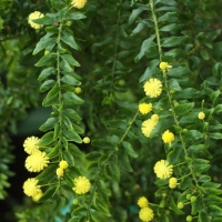 Acacia paradoxa