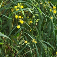 Acacia saligna