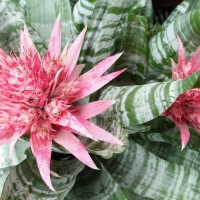 Aechmea fasciata