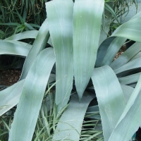 Agave americana