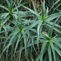 Aloë arborescens