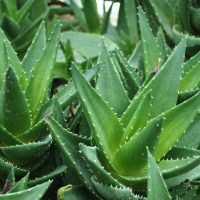 Aloë brevifolia