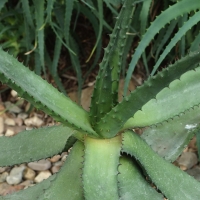 Aloes uzbrojony