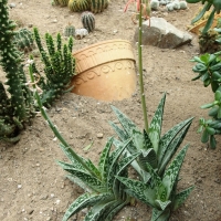 Aloes pstry