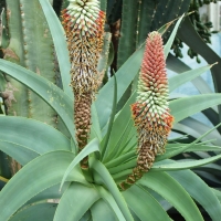 Aloes zwyczajny