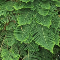 Araucaria heterophylla 