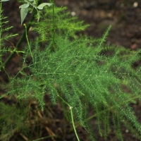 Asparagus setaceus