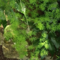 Asparagus umbellatus