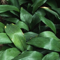 Aspidistra elatior