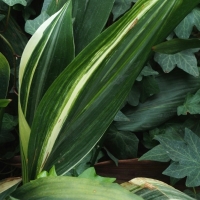 Aspidistra elatior ’Variegata’