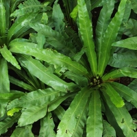 Asplenium antiquum