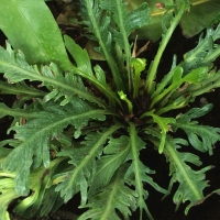 Asplenium nidus Fimbriatum