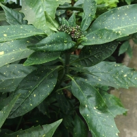 Aucuba japonica ’Variegata’