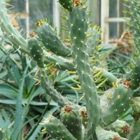 Austrocylindropuntia subulata