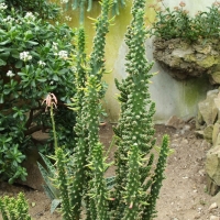 Austrocylindropuntia subulata f. monstrosa