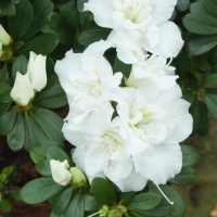 Azalea indica ’Alaska’