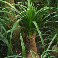 Beaucarnea recurvata