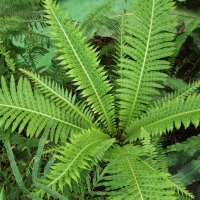 Blechnum gibbum