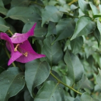 Bougainvillea glabra