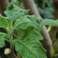 Brugmansia sanguinea