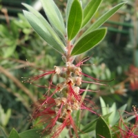 Callistemon citrinus