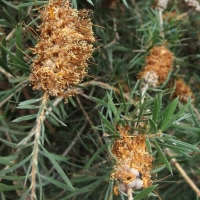 Callistemon rigidus