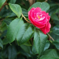 Camellia japonica