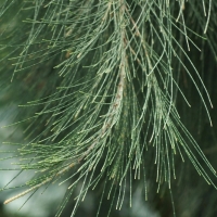 Casuarina equisetifolia