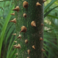 Ceiba speciosa