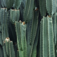 Cereus peruvianus