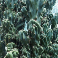 Cereus peruvianus f. monstrose
