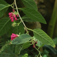 Cestrum purpurowe