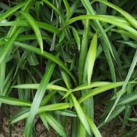 Chlorophytum comosum