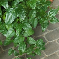 Cissus australijski