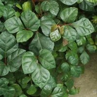 Cissus rhombifolia