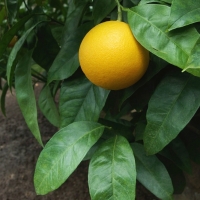 Citrus sinensis