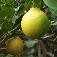 Citrus x limon ’Ponderosa’