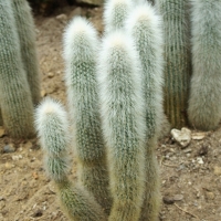 Cleistocactus strausii