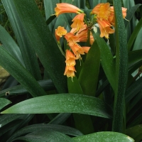 Clivia miniata