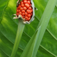 Colocasia gigantea