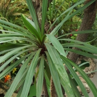 Cordyline australis