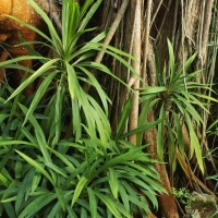 Cordyline stricta