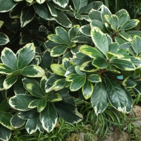 Pałężyna ‘Variegata’