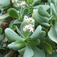 Crassula Hottentot