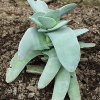 Crassula arborescens