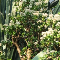 Grubosz 'Crassula falcata'