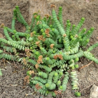 Grubosz 'Crassula tetragona'