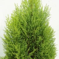 Cupressus macrocarpa ’Goldcrest’