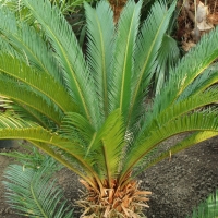 Cycas revoluta